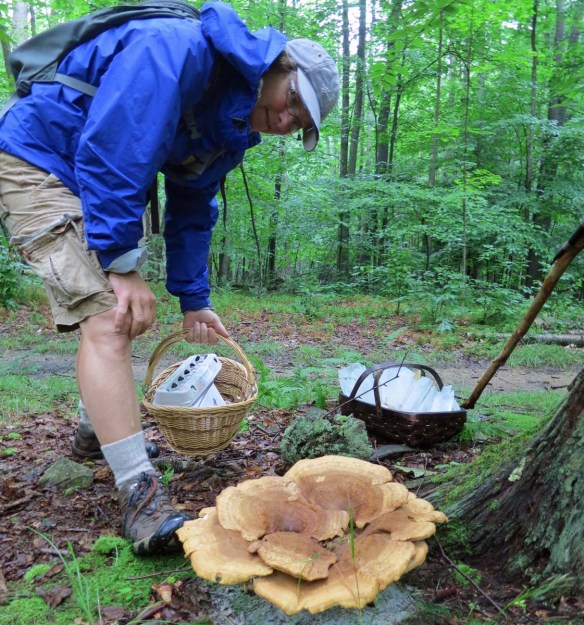 2013-07-28E Berkeley's Polypore - My Largest Find with Field Partner Cathy