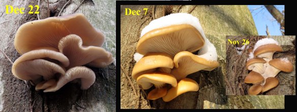 2013-12-22 Oyster Mushrooms